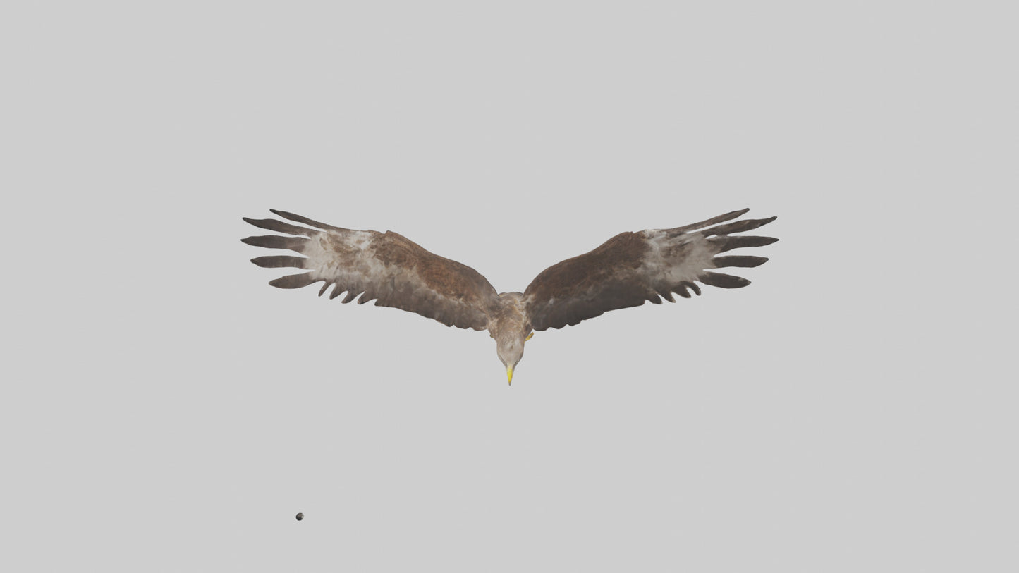 Common Buzzard circling model VR / AR / low-poly
