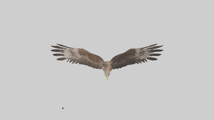 Common Buzzard circling model VR / AR / low-poly