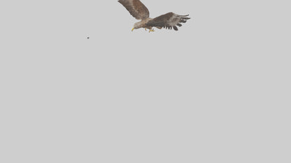 Common Buzzard circling model VR / AR / low-poly