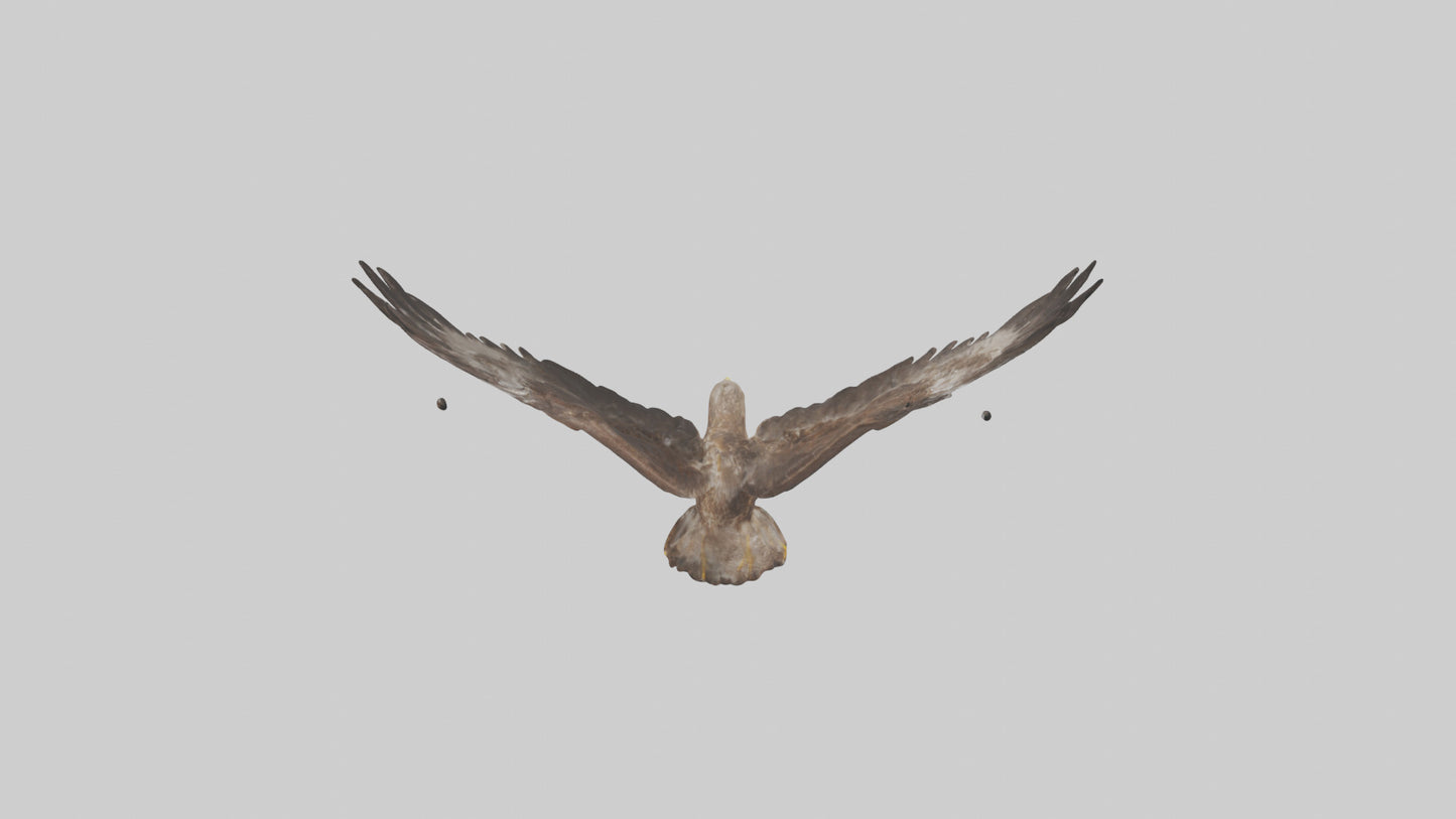 Common Buzzard circling model VR / AR / low-poly