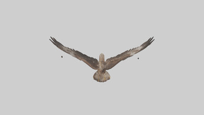 Common Buzzard circling model VR / AR / low-poly
