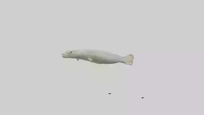 Common Eel weaving model VR / AR / low-poly