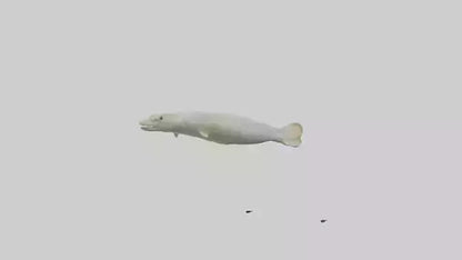 Common Eel weaving model VR / AR / low-poly