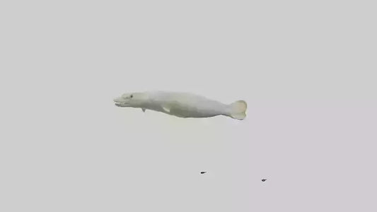 Common Eel weaving model VR / AR / low-poly