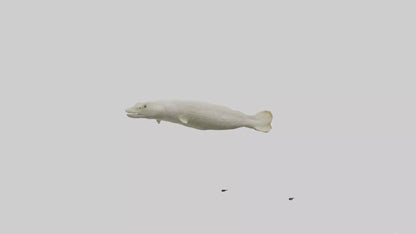 Common Eel weaving model VR / AR / low-poly