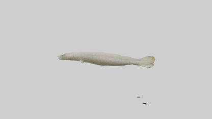 Common Eel weaving model VR / AR / low-poly