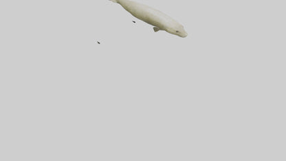Common Eel weaving model VR / AR / low-poly