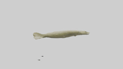 Common Eel weaving model VR / AR / low-poly