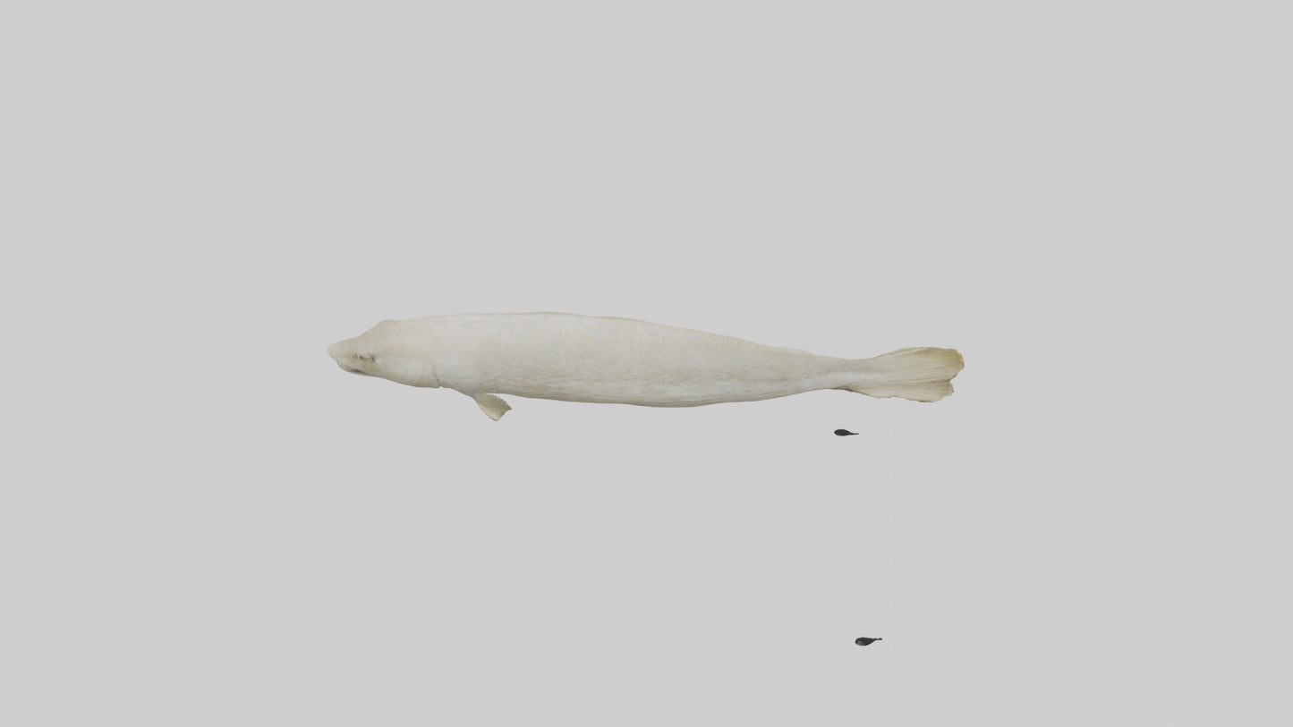Common Eel weaving model VR / AR / low-poly