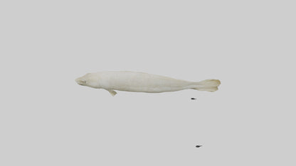 Common Eel weaving model VR / AR / low-poly