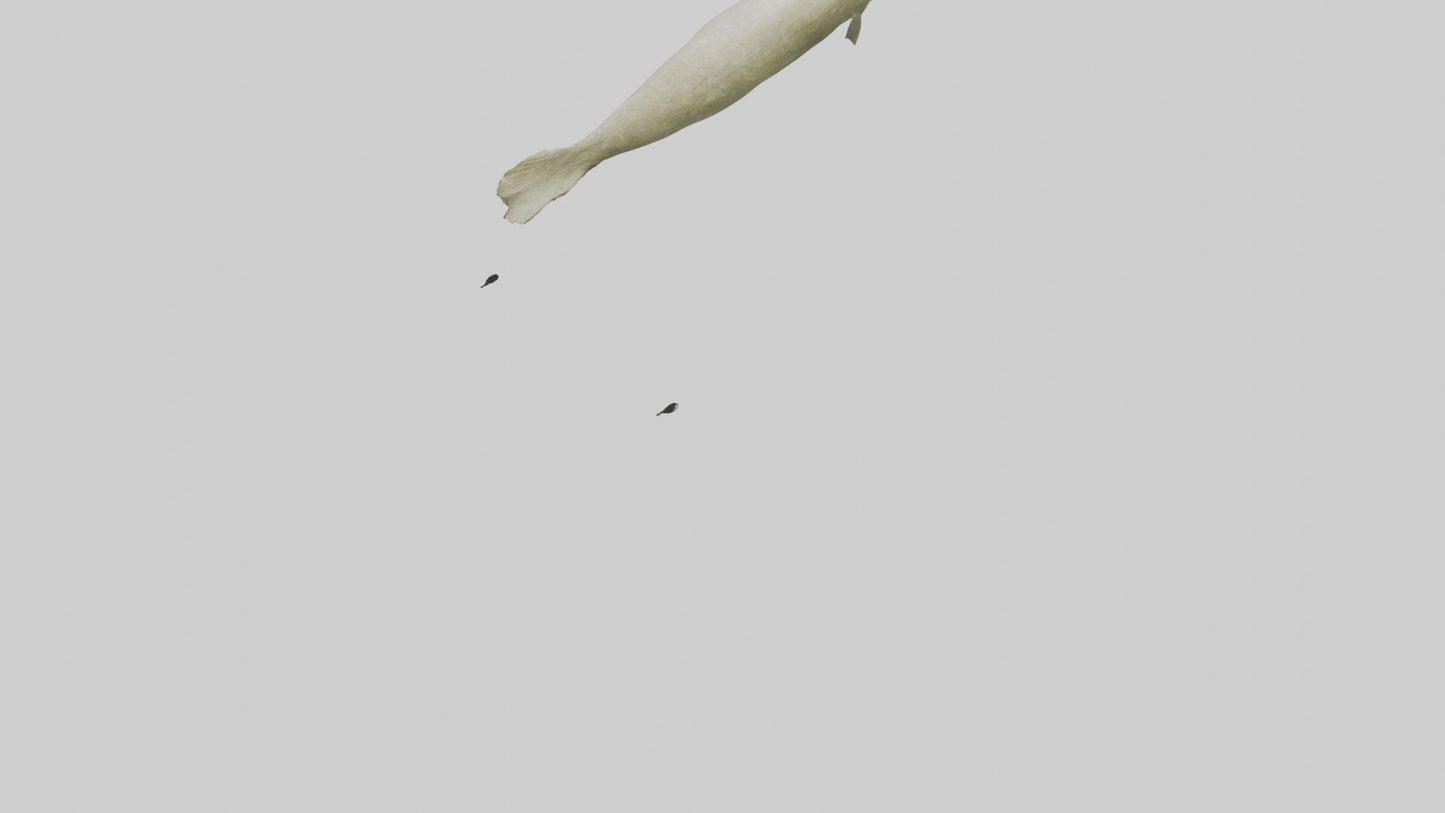 Common Eel weaving model VR / AR / low-poly