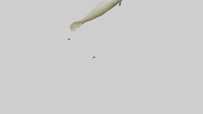 Common Eel weaving model VR / AR / low-poly