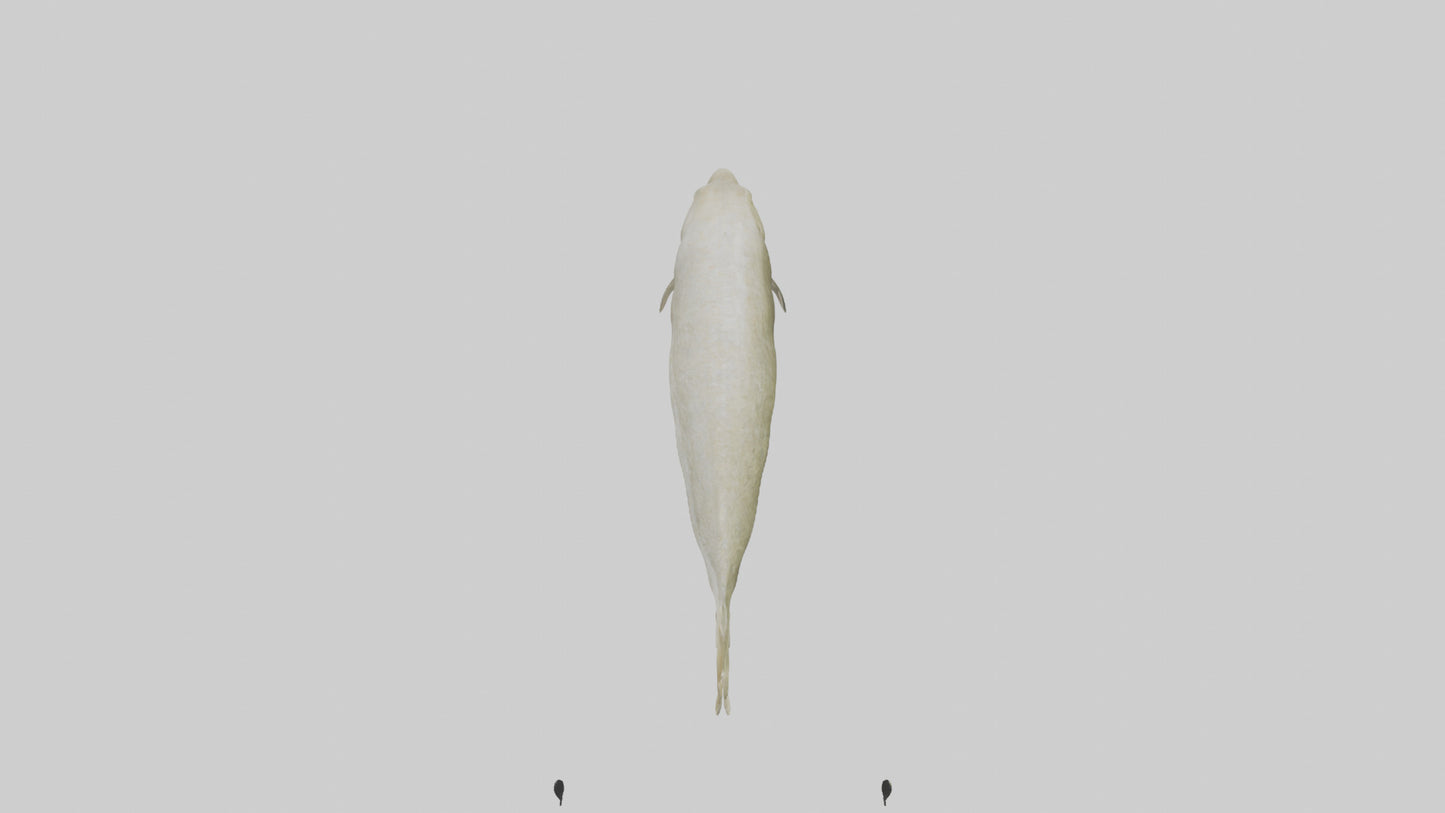 Common Eel weaving model VR / AR / low-poly