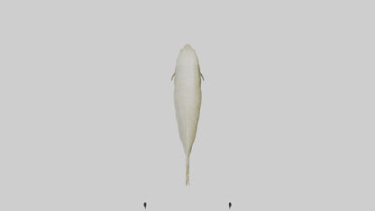 Common Eel weaving model VR / AR / low-poly