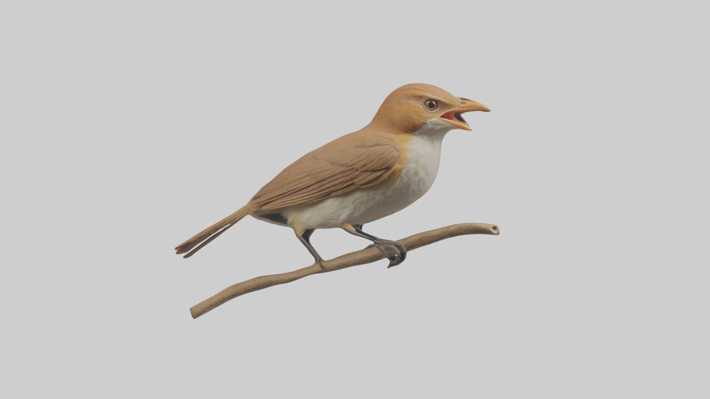 Common Nightingale singing model VR / AR / low-poly