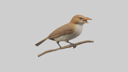 Common Nightingale singing model VR / AR / low-poly