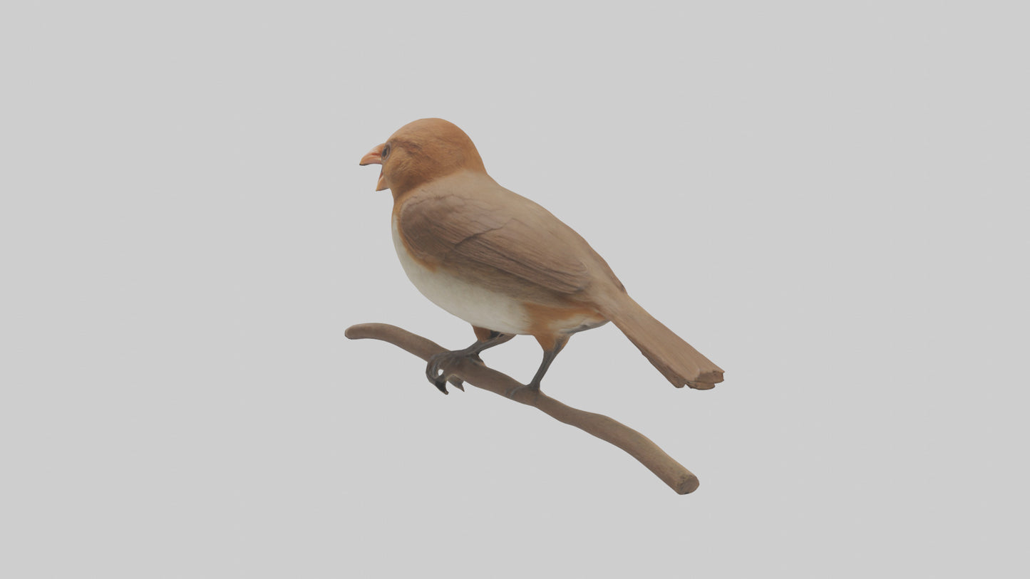 Common Nightingale singing model VR / AR / low-poly