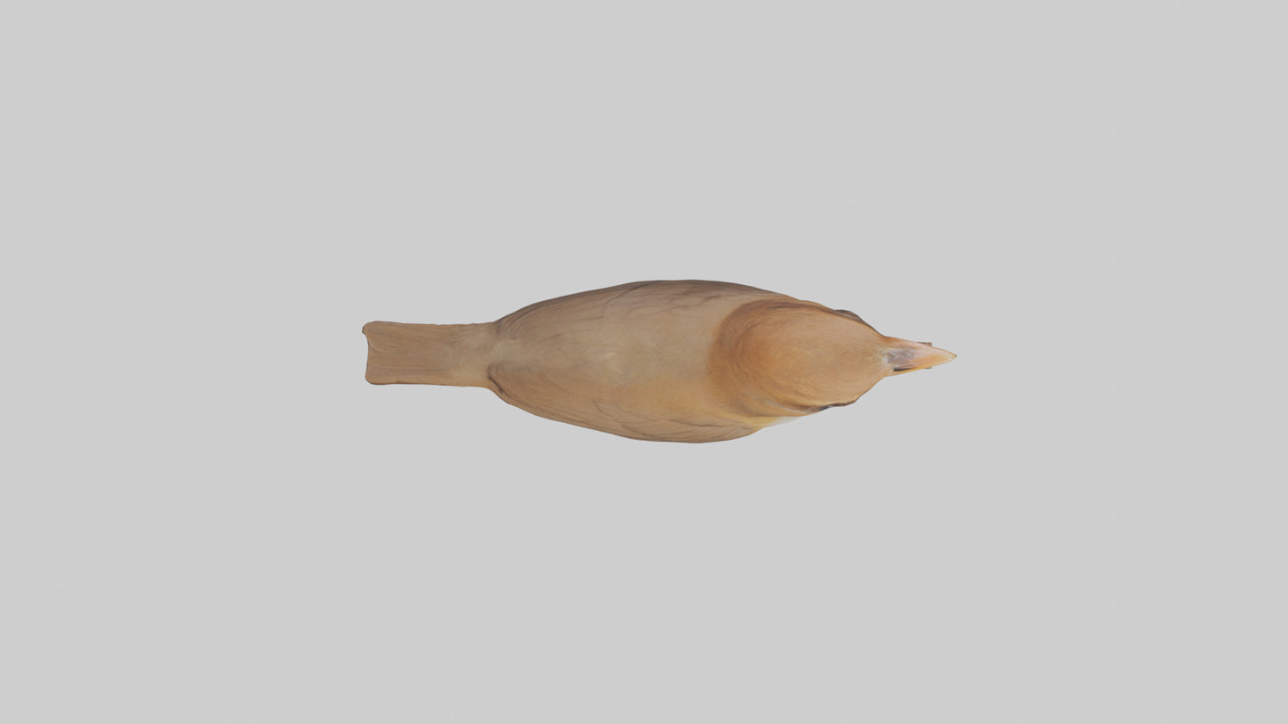 Common Nightingale singing model VR / AR / low-poly