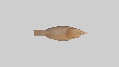 Common Nightingale singing model VR / AR / low-poly