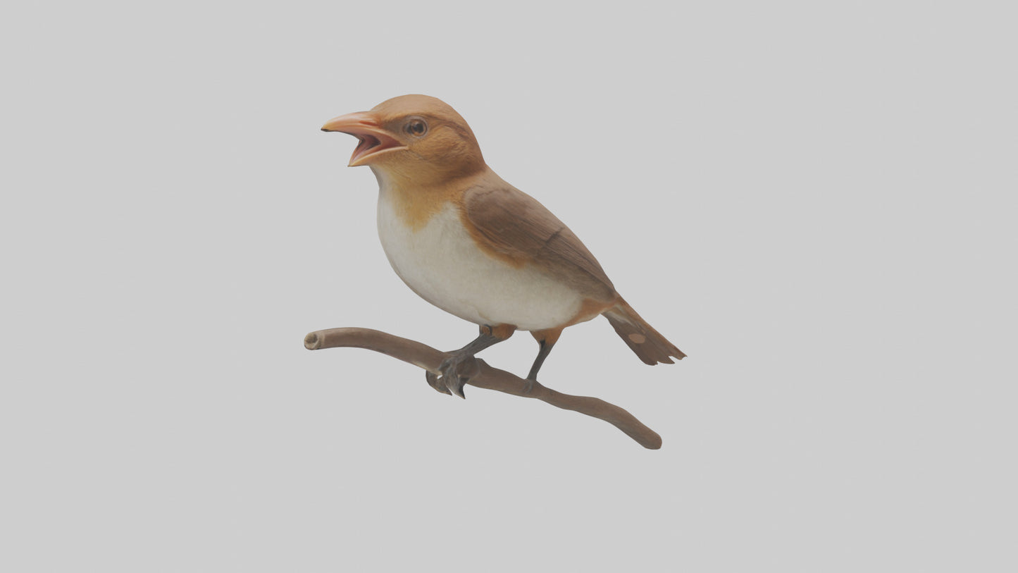 Common Nightingale singing model VR / AR / low-poly
