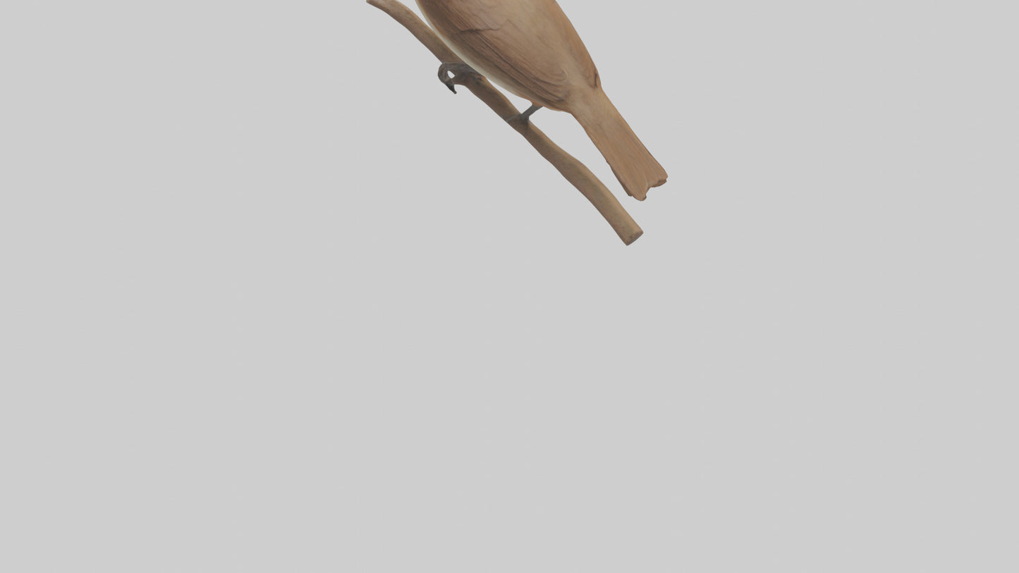 Common Nightingale singing model VR / AR / low-poly