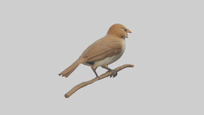 Common Nightingale singing model VR / AR / low-poly
