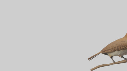 Common Nightingale singing model VR / AR / low-poly