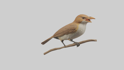 Common Nightingale singing model VR / AR / low-poly