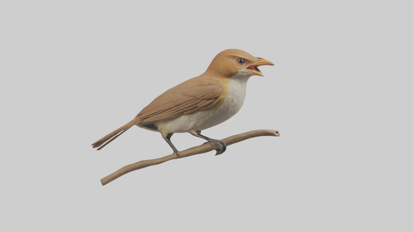 Common Nightingale singing model VR / AR / low-poly