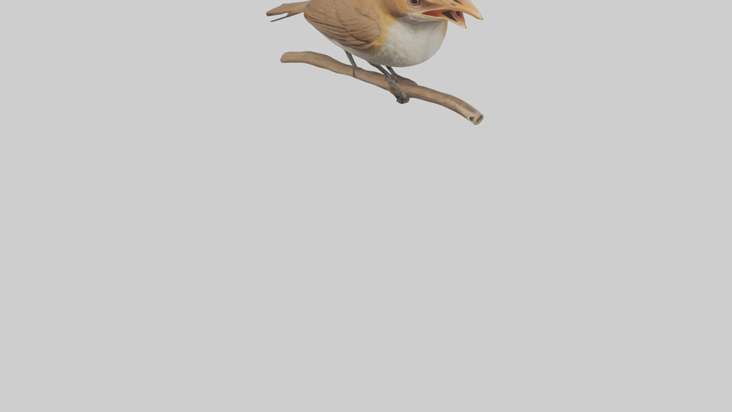 Common Nightingale singing model VR / AR / low-poly