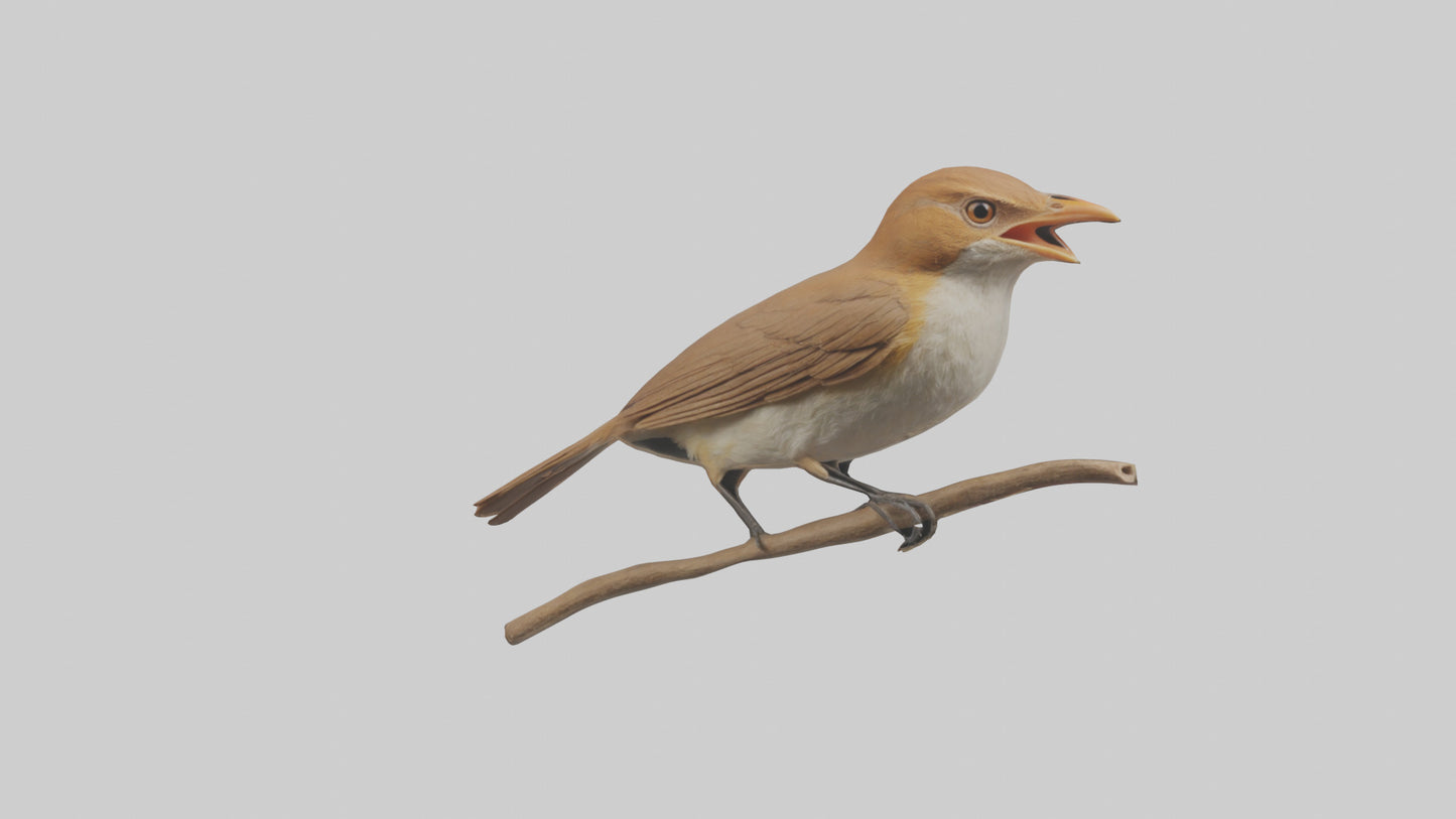 Common Nightingale singing model VR / AR / low-poly