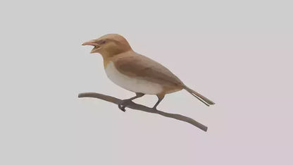 Common Nightingale singing model VR / AR / low-poly