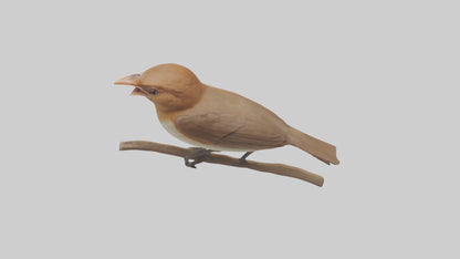 Common Nightingale singing model VR / AR / low-poly