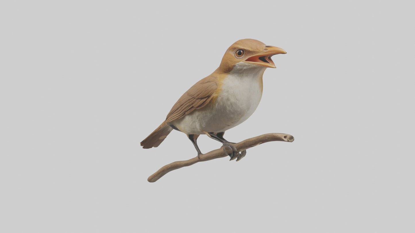 Common Nightingale singing model VR / AR / low-poly