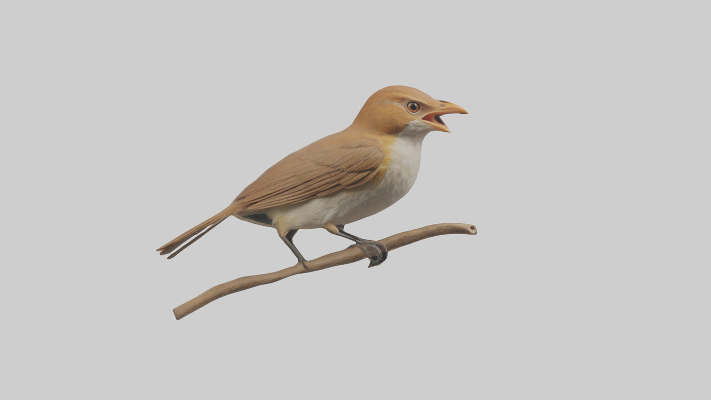 Common Nightingale singing model VR / AR / low-poly