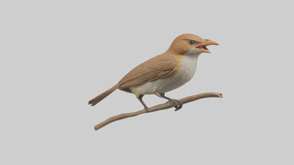 Common Nightingale singing model VR / AR / low-poly