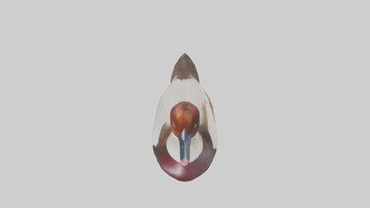 Common Pochard swimming model VR / AR / low-poly