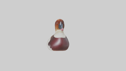 Common Pochard swimming model VR / AR / low-poly