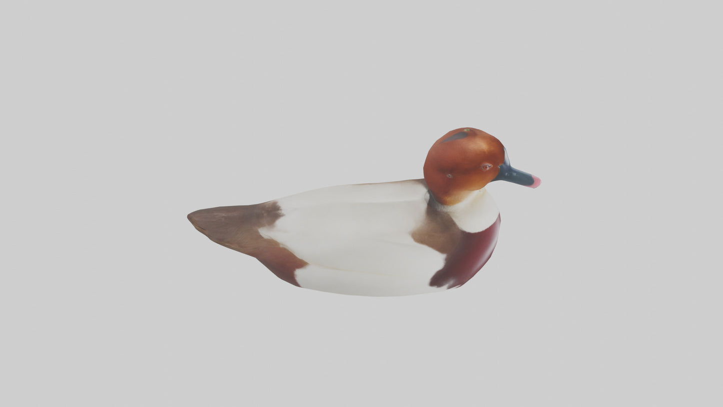 Common Pochard swimming model VR / AR / low-poly