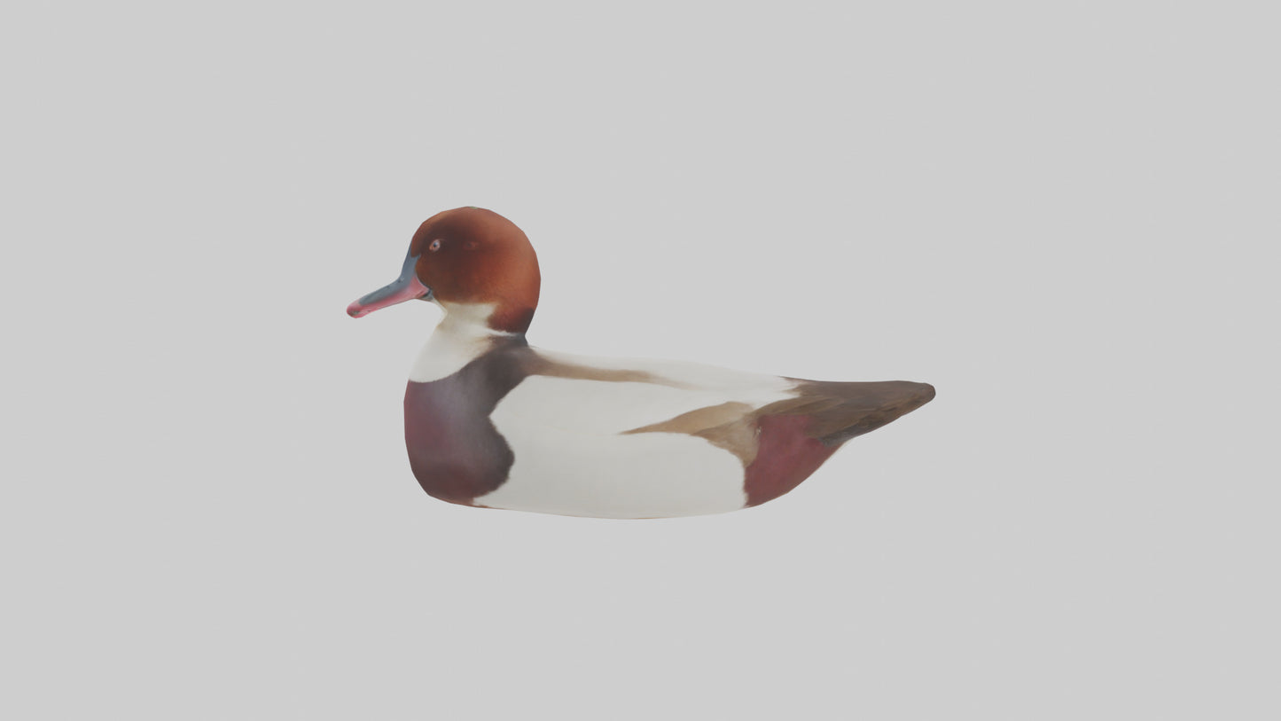 Common Pochard swimming model VR / AR / low-poly