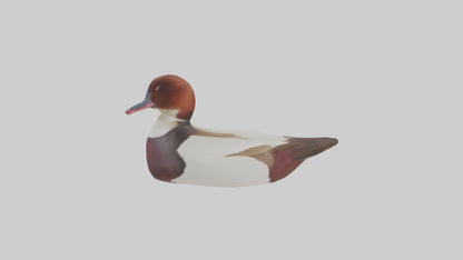 Common Pochard swimming model VR / AR / low-poly