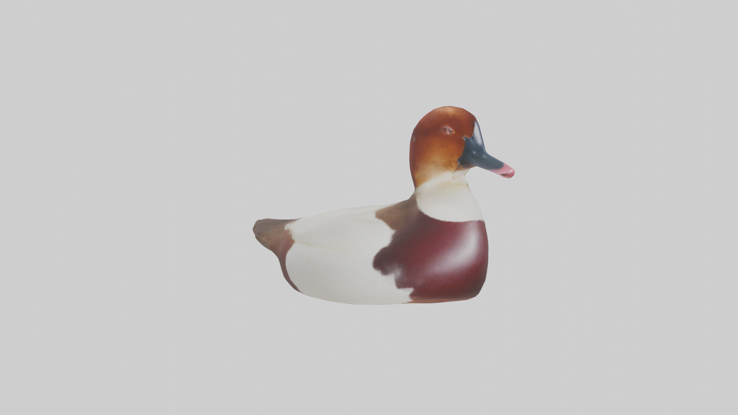 Common Pochard swimming model VR / AR / low-poly