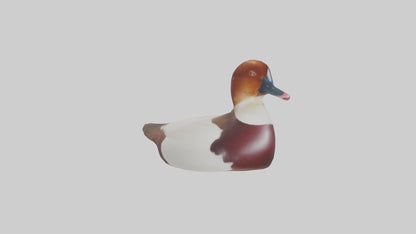 Common Pochard swimming model VR / AR / low-poly
