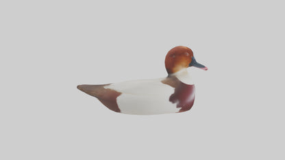 Common Pochard swimming model VR / AR / low-poly