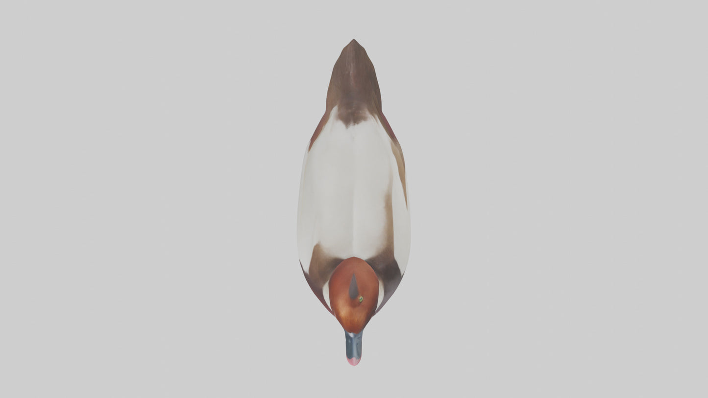 Common Pochard swimming model VR / AR / low-poly