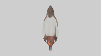 Common Pochard swimming model VR / AR / low-poly