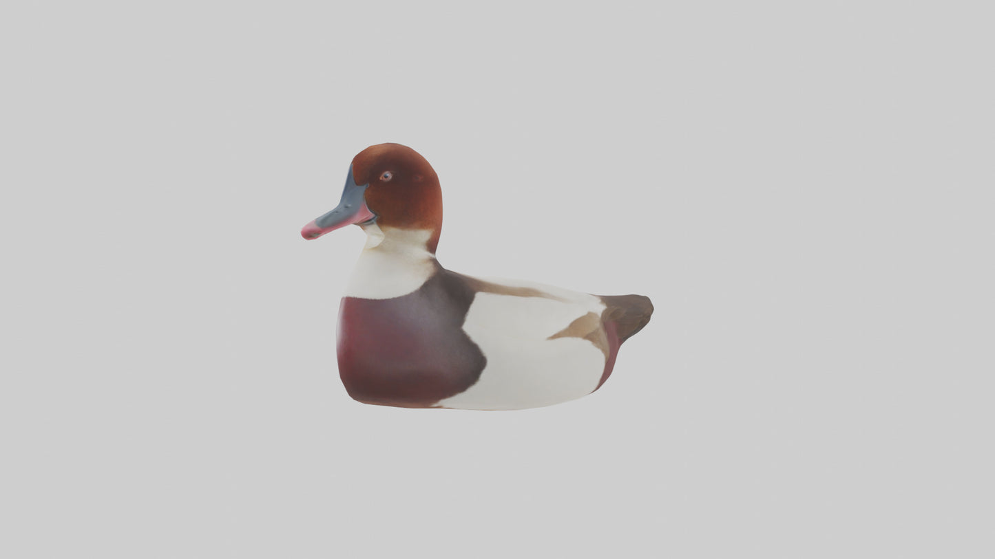 Common Pochard swimming model VR / AR / low-poly