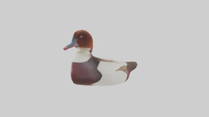 Common Pochard swimming model VR / AR / low-poly
