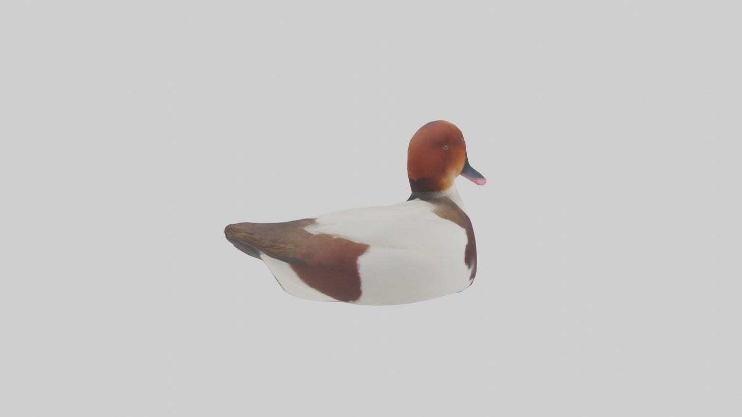 Common Pochard swimming model VR / AR / low-poly