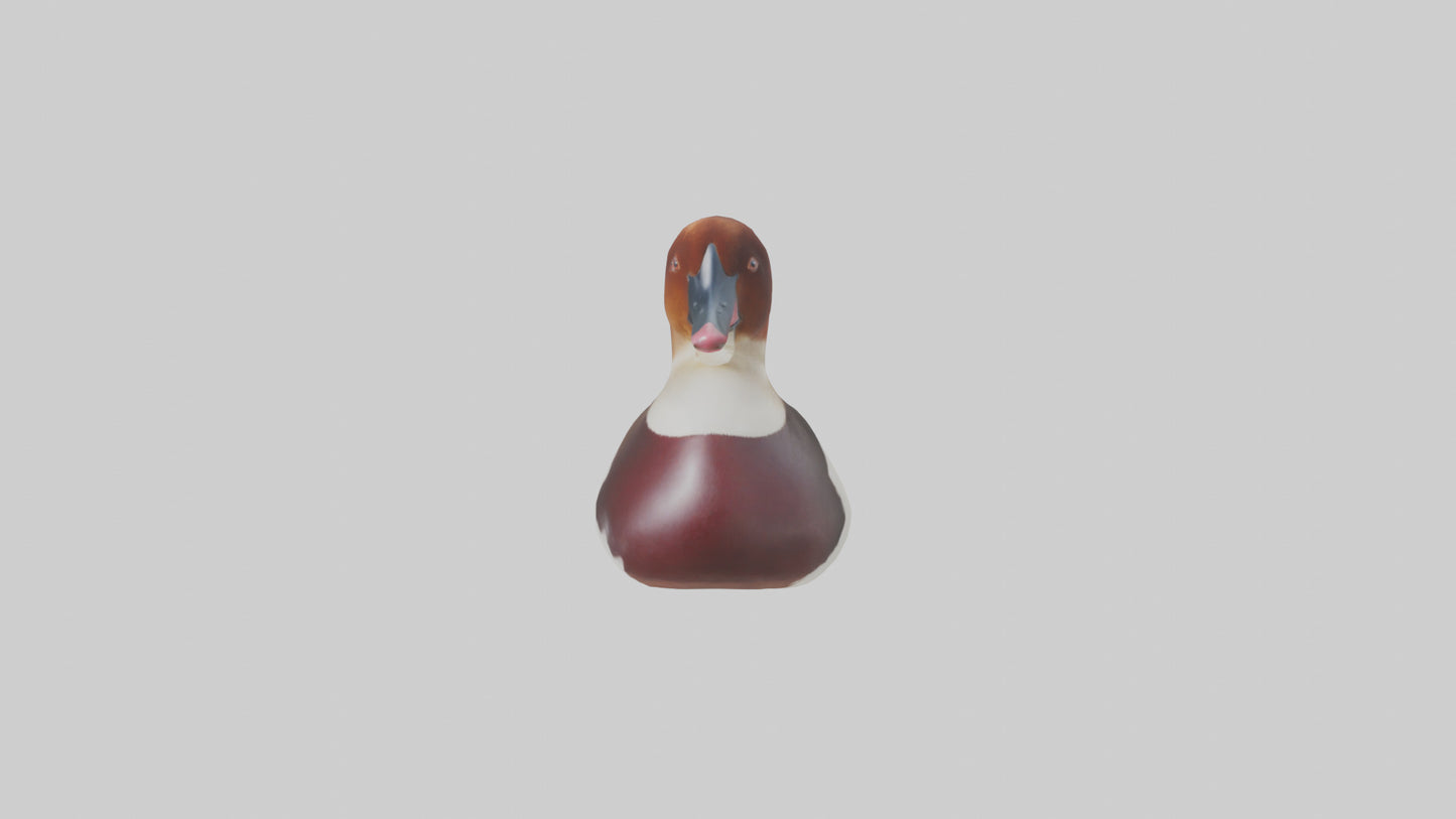 Common Pochard swimming model VR / AR / low-poly